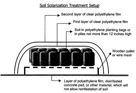 Soil Solarization Treatment Setup; click for larger image